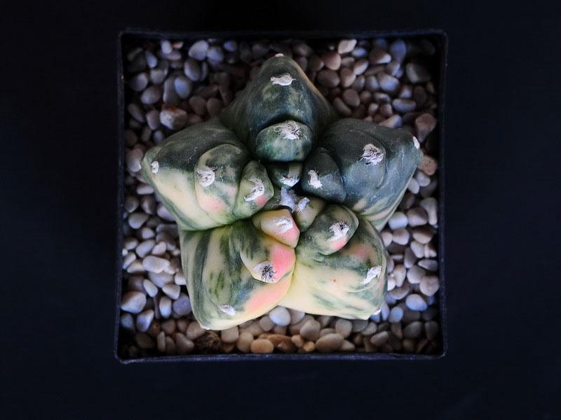 Astrophytum myriostigma nudum cv Kikko variegata